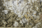 IMG_1575, Buried Urine Stains.JPG